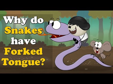 ヘビはなぜ舌が分岐しているのか？| 舌が分岐しているのはなぜ？ (Why do Snakes have Forked (Split) Tongue? | #aumsum)
