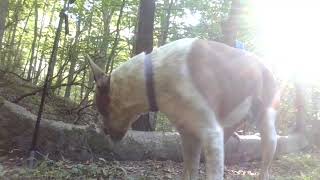 Download the video "9/11/25Gr8ful&Blessed2be here2transmuteKarma🌳🧚‍♂️💜🇺🇸🇺🇸🇺🇸🇺🇸🧚‍♂️🌳🌳🧚‍♂️🇺🇸🇺🇸🇺🇸"