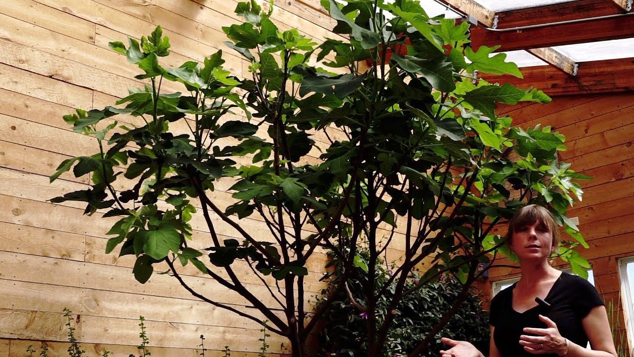 Grow Ceres with Kylie: How to Grow Fig Trees in Your Greenhouse