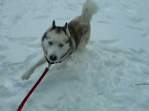 Fischer, an adopted Siberian Husky in Bellingham, WA_image-1