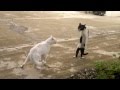 Cats Walking Funny And Thinking They Are Humans