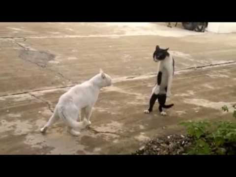YouTube video about: What cat walks on two legs joke?