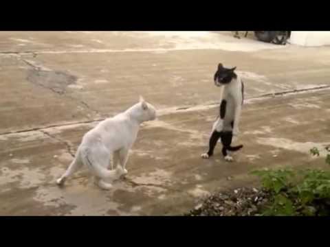 Cats Walking Funny and Thinking They are Humans