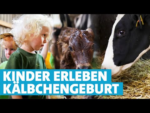 Bei Kälbchengeburt live dabei: So hautnah erleben Kindergartenkinder einen Bauernhof