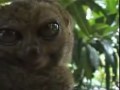 THX Lemur