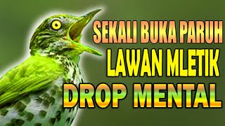 Download lagu NGERI.. Tembakan Burung Ini Bikin Mental Lawan DROP mp3 Download lagu NGERI.. Tembakan Burung Ini Bikin Mental Lawan DROP mp3