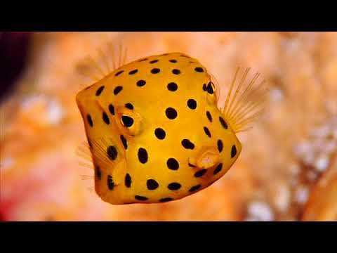 Z Cat VS X Avenger   Levitation Preview