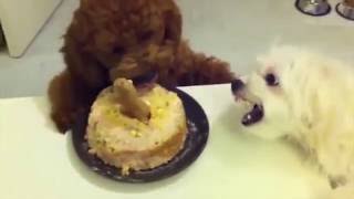 Funny Animals Trying To Reach Food Compilations - Pet Compilations