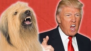 Presidential Candidates And Their Dog Twins