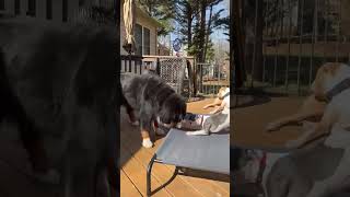 Video preview image #1 Mutt Puppy For Sale in Spotsylvania, VA, USA