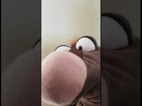 SCHILDRABE, statt in Südafrika in Chemnitz/Bernsdorf