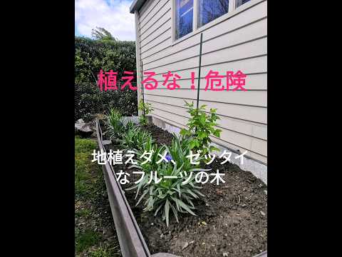 ピンクの忍び寄るセアノーテ: この観賞用低木をどのように栽培し維持するか?  庭園