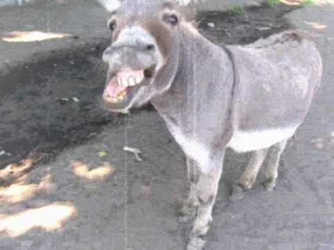 Toma Bebić - Tu-tu auto vrag ti piz odnija