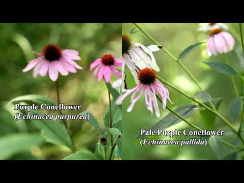 Pale Purple Cone Flower (Echinacea purpurea)