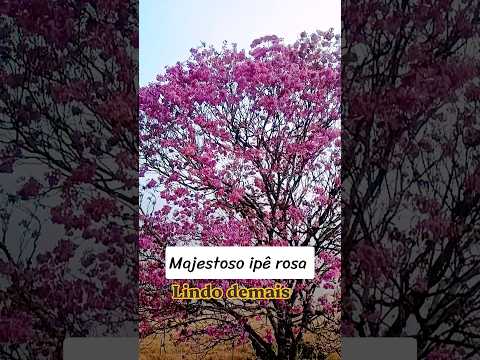 lindo ipê rosa 🩷#interior #saofidelisrj #vidanaroça