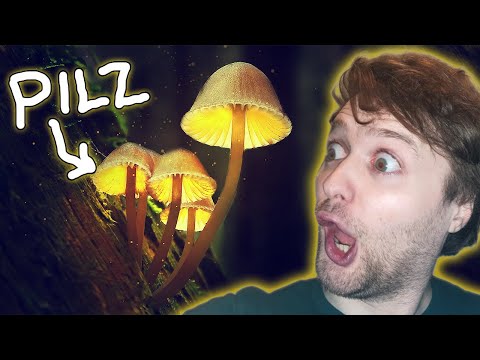 10 MAGICAL FACTS ABOUT MUSHROOMS THAT WILL COMPLETELY DELIGHT YOU