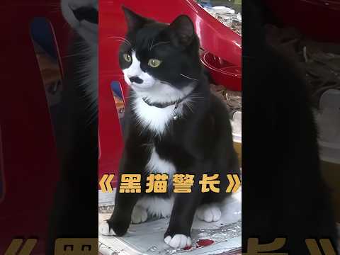 魚店請了一隻貓當保安，沒想非但不會偷吃，還招攬了更多生意#shorts