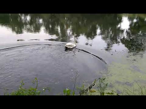 Pomoc pro útulek Ostrovský Macík v Ostrově nad Ohří