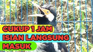 Download lagu Masteran Jalak Suren Isian Unik Gacor Full Isian Tembakan Mewah Cililin Tengkek mp3