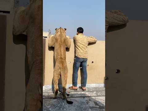 Episode 696: Lion king Simba enjoying me 🤣✌️🦁