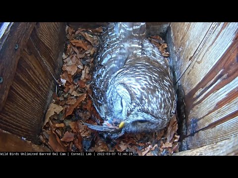 Male Owl Delivers Bird For Lunch At Barred Owl Nest – March 7, 2022