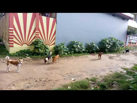 Colony. Me Dog ka kahar....  Log safe nahi hai .. Dog ne paresan kia.