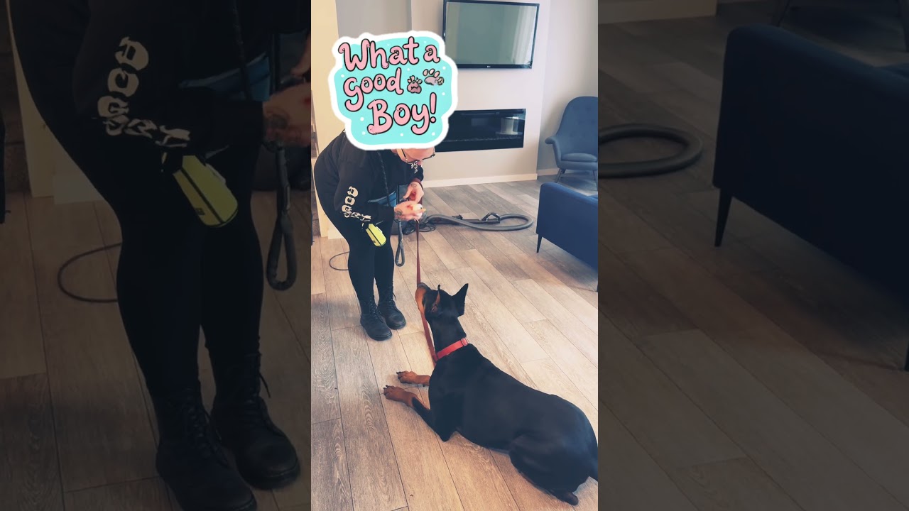 Enlarge Rio (BEHAVIOR HOLD), a Adoptable Doberman Pinscher in Edmonton, AB video 6/6