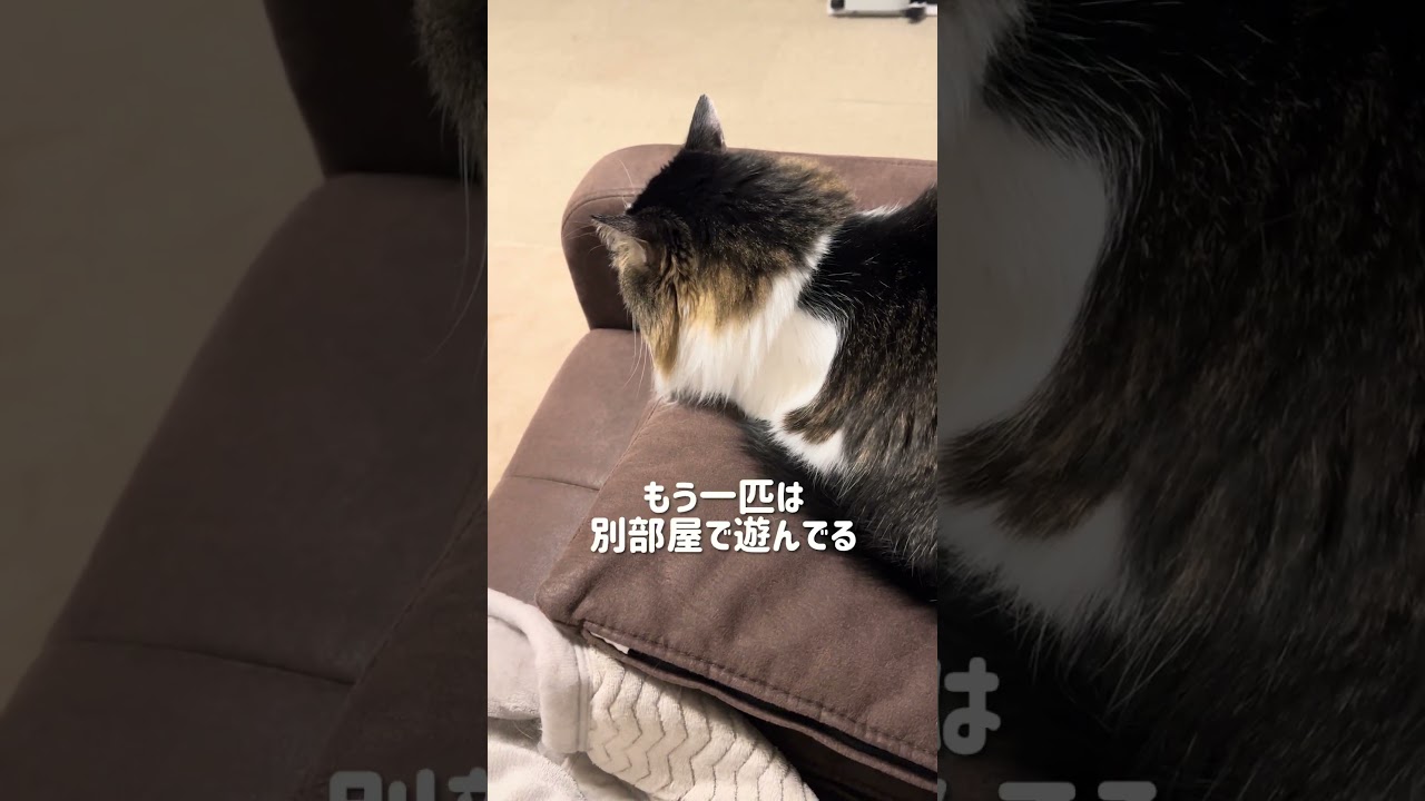 【こういうのでいい】女ひとりと猫3匹のナイトルーティン