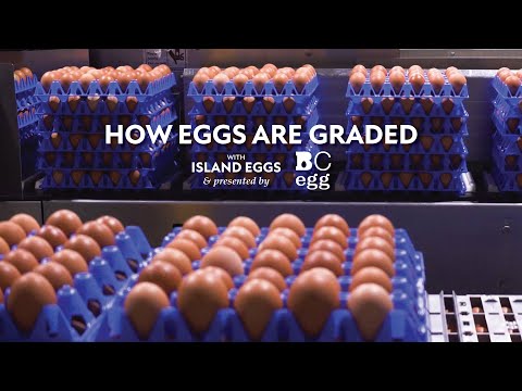 How Eggs Are Graded: Inside A Grading Station With BC Egg