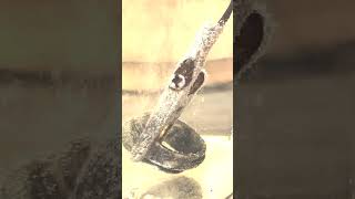 Remove Tarnish From A Silver Ring Using Electrolysis