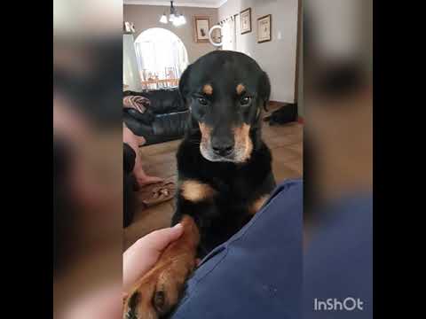 Rottweiler vra vir liefde