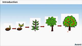 1. 11B15.1 Intro and CV1 Plant Growth is Indeterminate and Measurable