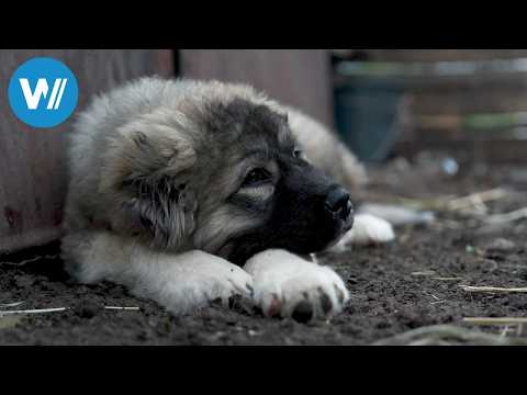 Georgien - Die Schäferhunde der Mönche (ARTE 360° Reportage)