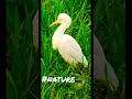 Naturelover Enviroment Faded Hawaii Shorts English Song Music Instrumental Short Youtubeshorts Yt 1