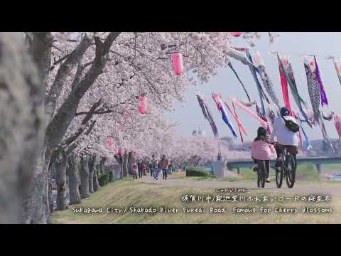 Famous Cherry Blossom Spots in Fukushima Prefecture