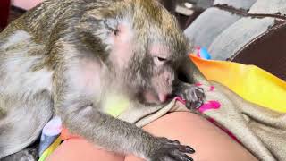 ASMR Macaque Monkey Abby Louise Has ADHD