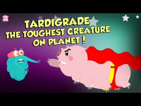 What Are Tardigrades? | The Strongest Creature Ever | The Dr Binocs Show | Peekaboo Kidz