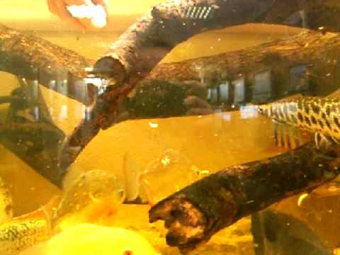 tropical fish eating meal worm lunch