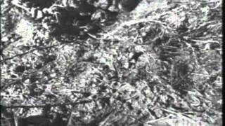 Frogs Toads And Salamanders