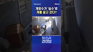 개장수가 '실수'로 개를 끌고 갔다? / #채널A #shorts #뉴스A라이브
