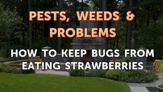 How to Keep Bugs From Eating Strawberries