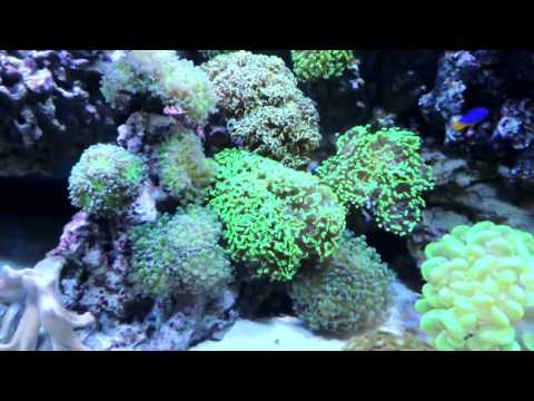 Keeping Frogspawn and Hammer Corals