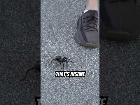 We Got a New Pet Tarantula!!! #shorts