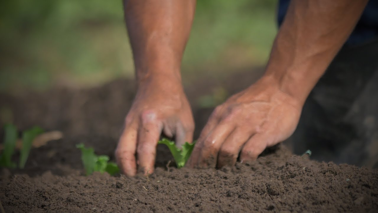 Cultivar En Una Cuadra de Tierra - TvAgro por Juan Gonzalo Angel