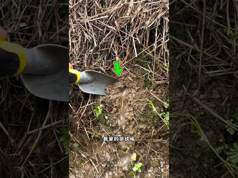 If water did not stop flowing from the hole, what came out from inside it when it was dug 😱 #shorts