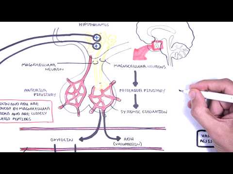 Oxytocin and vasopressin/ADH (Posterior Pituitary Hormones) Physiology