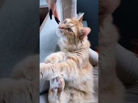 My Memories #funny #animals #comedy #catvideos #cat #catlovers #catlover #cats #catshorts #catvideo