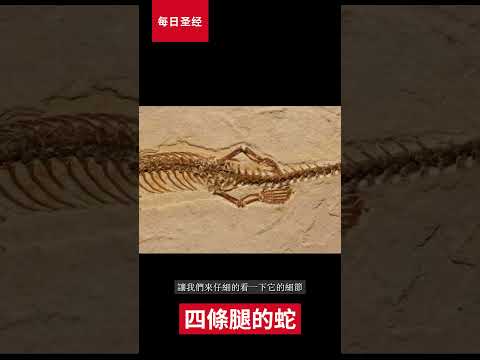 四條腿的蛇？#聖經​#真理#三位一體​#耶穌