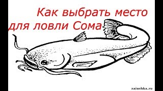 Ловля сома на малом кинеле