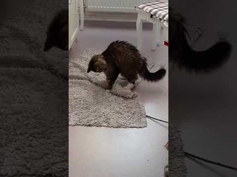 cat playing the carpet